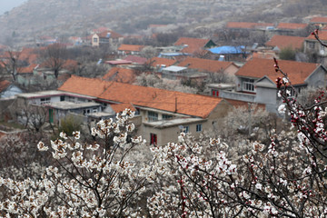 山东青岛城阳棉花村春色