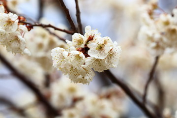 山东青岛城阳棉花村春色