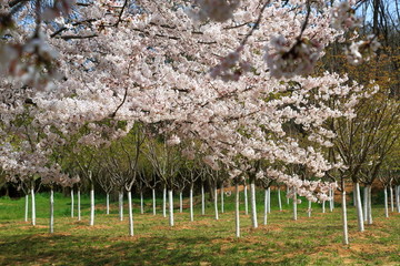 山东青岛中山公园樱花