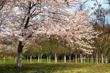 山东青岛中山公园樱花