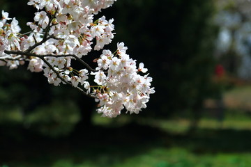 山东青岛市南中山公园樱花