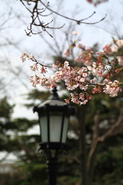 山东青岛市南中山公园樱花