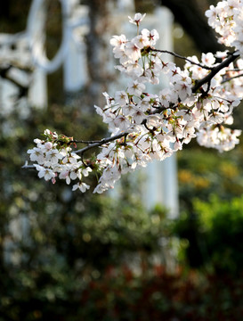 山东青岛市南中山公园樱花