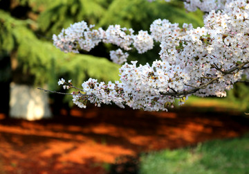 山东青岛市南中山公园樱花