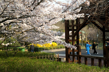 山东青岛市南中山公园樱花