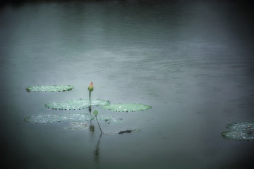 雨荷