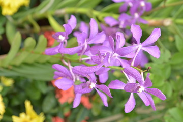 新加坡花园城市花卉紫色花