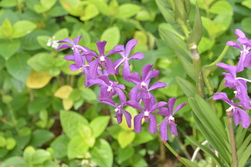 新加坡花园城市花卉紫色花