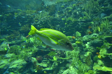 香港海洋游乐园海洋生物