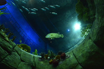 香港海洋游乐园海洋生物