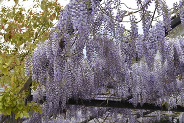 云南丽江的紫藤花
