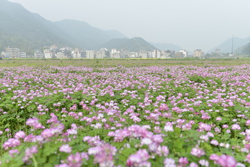 贵州西江千户苗寨花海