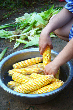 洗玉米