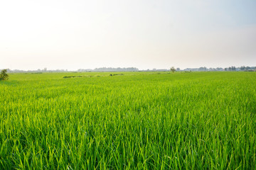 绿油油的水稻田