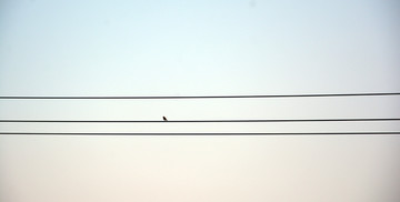 电线小鸟