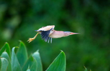 黄苇鳽