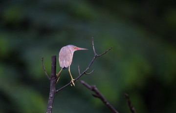 枝头上的水鸟