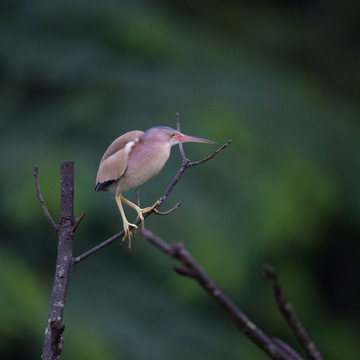 黄苇鳽