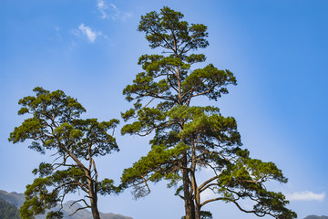 松树