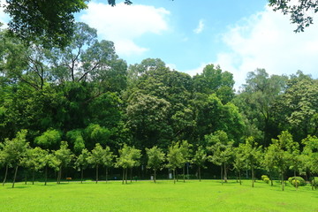 树林草坪