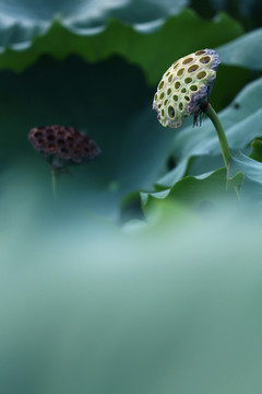 荷蓬莲子