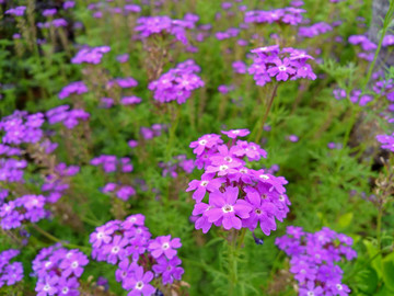 紫色柳叶马鞭草花圃