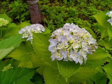 淡蓝色绣球花