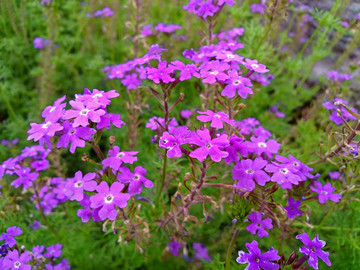 紫色柳叶马鞭草