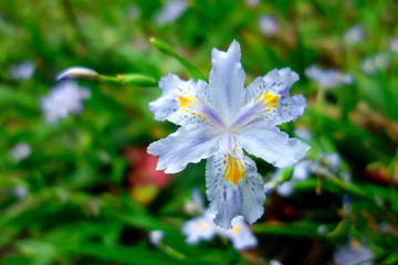 鸢尾花