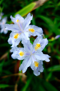 鸢尾花