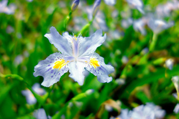 鸢尾花