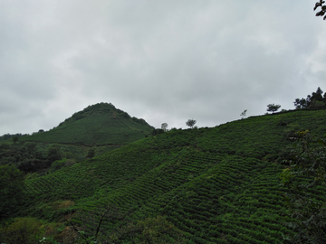 茶山