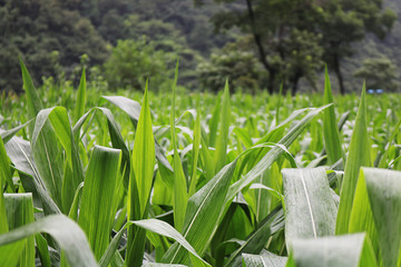 稻田麦穗玉米地