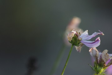 盛开的格桑花