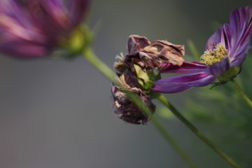 灿烂的格桑花