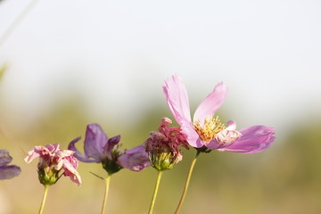 灿烂的格桑花