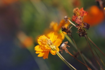 灿烂的格桑花