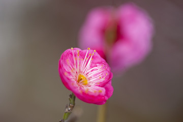 红梅花