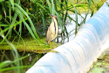 紫背苇鳽