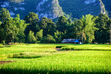 阳光稻田田园美景