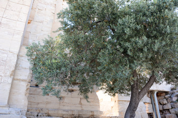 雅典卫城橄榄树