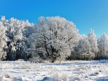 北方冬天冰天雪地雪景树挂雾凇