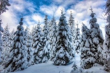 冬天雪地雪景树挂雾凇针叶林
