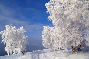 北方冬天冰天雪地雪景树挂雾凇