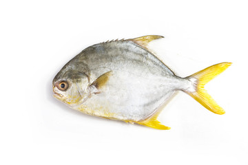 金鯧魚