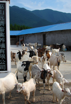 山羊养殖场