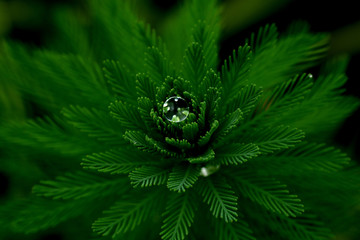 雨后的狐尾藻