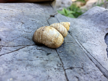 蜗牛壳特写