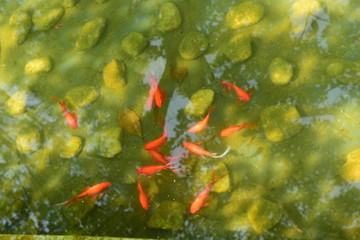 金魚