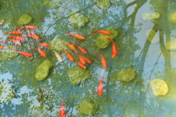 紅鯉魚